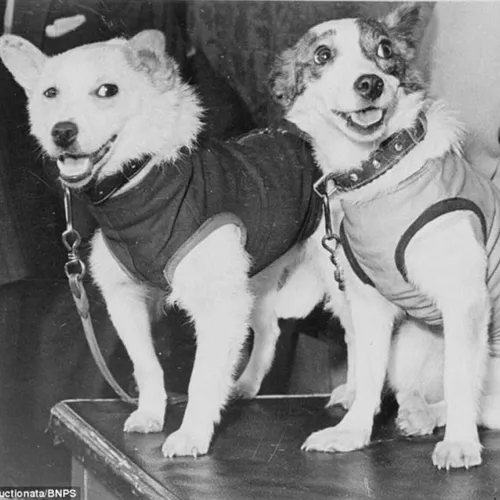 این دو سگ زیبا، راه را برای سفربشر به فضا هموارکردند. این