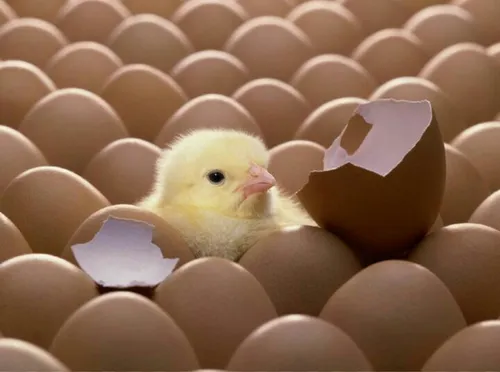 اگر تخم مرغی با نیروی بیرونی بشکند، پایان زندگیست.