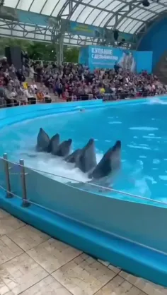 نمایش دیدنی دلفین ها 🐬🫧