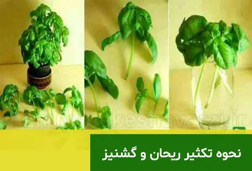 🌱 براحتی با استفاده از ساقه های شان دوباره سبز کنید🌱