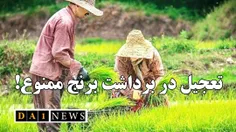 احسان عباسپور اعلام کرد؛ تعجیل در برداشت برنج ممنوع!