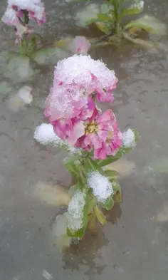 یه رنگ سفیدی نشسته رو موهات...هنوزم قشنگن واسم جفت چشمات.