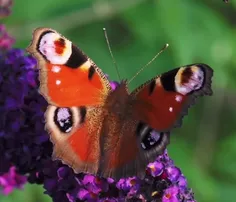 پروانه طاووس Peacock butterfly یا پروانه اروپایی، پروانه‌