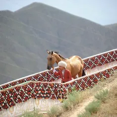 اسب اصیل ترکمن نماد کشور ترکمنستان