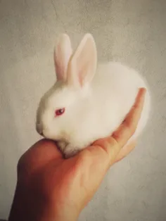 خرگوش من