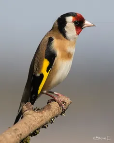 من بلبل آن گلم، که در گلشن دهر*