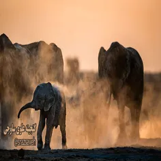 #فیل ها را می بینید که پس از حمام و آب بازی، روی هم خاک م
