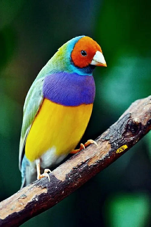 عجب پرنده ی خوشگلی،زیباست...