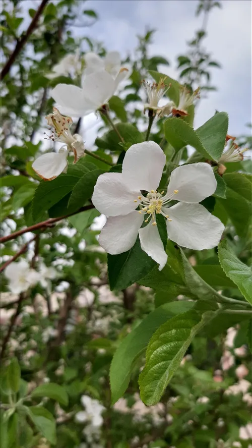 من یه درختم که عاشق تبر شده