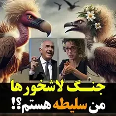 مصی پولی: