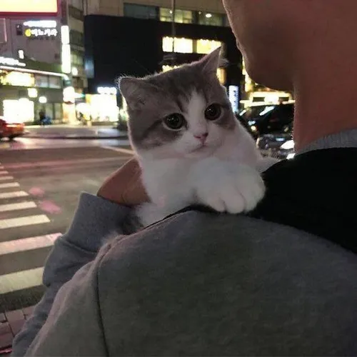 profile♥️
 cat