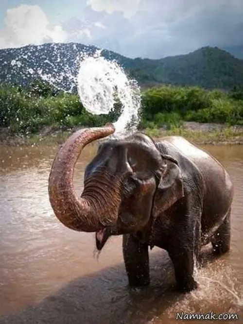 حمام کردن فیل