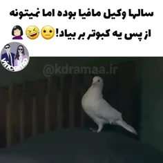 اینزاگی😂🕊