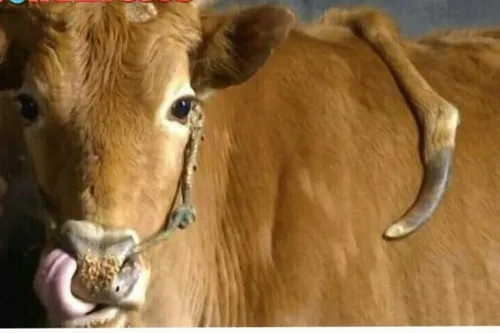 یک دامدار چینی با انتشار تصویری از گوساله عجیب الخلقه خود