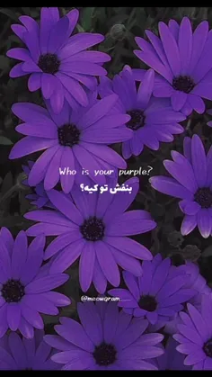who is your purple?💜