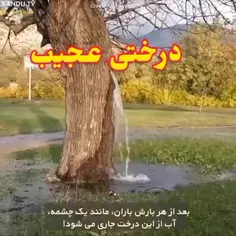 درختی عجیب،🧐🧐🧐