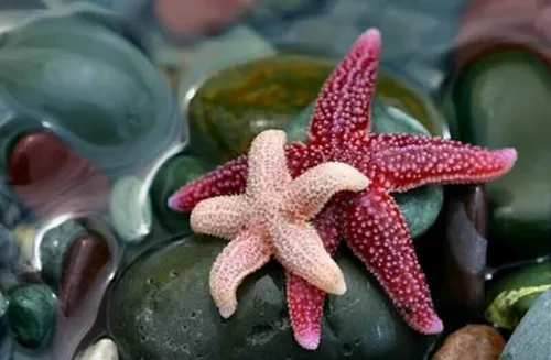 تصاویر عاشقانه مهربانو ستاره دریایی