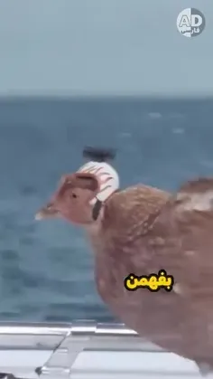 ❌ کپشن مهم 