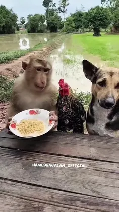 #ارشـامی داستان  #کوتاه 🤪🤪