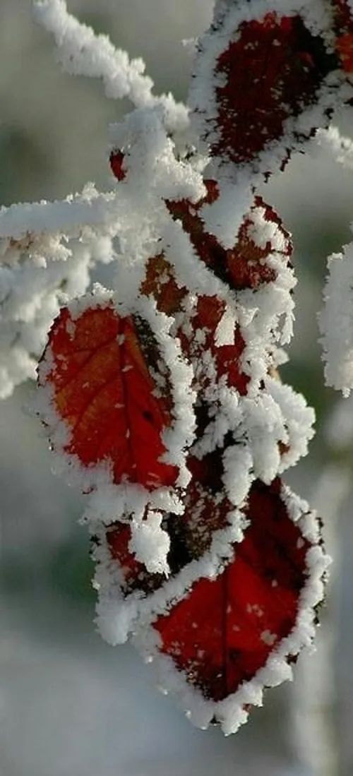 طَبیعتــ🍁 ❄