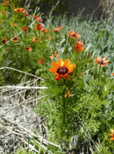 چند ثانیه اینجازندگی کن... 😌☘️📸🧡