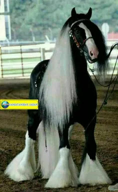#زیباترین اسب جهان