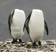 این#پنگوئن ها بدون سر نیستند فقط سر خود را به عقب برده و 