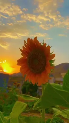 من چوله که یه کی ته نیای سه ر داریکی شکاوم نه که س هه یه 