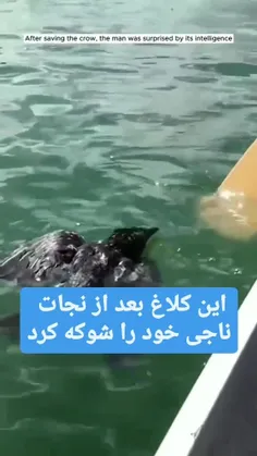 این کلاغ بعد از نجات ناجی خود را شگفت زده کرد!