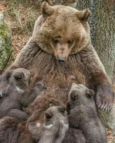 زیباترین حس مادرانه😍