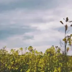 زندگی، ایستادگی در غبار است 