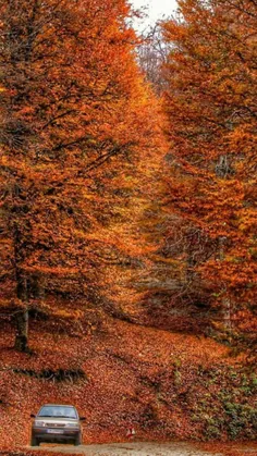 تصویری بسیار زیبا از پاییز در جنگل امام رضا در شهرستان کر
