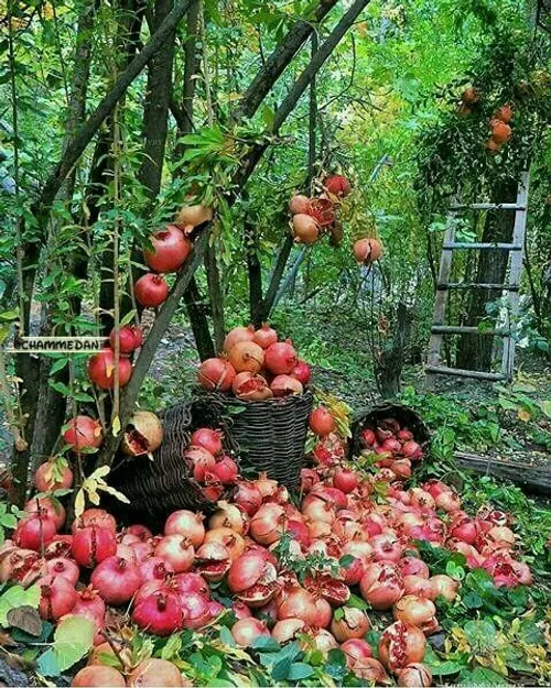 نمایی از بهشت😍