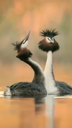 گرب کاکل‌دار بزرگ (Great crested grebe) با ظاهر متمایز خو