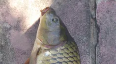 ماهی کپور (میاندوآب)