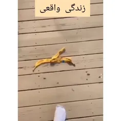 سه تاشو ببینین👆😂