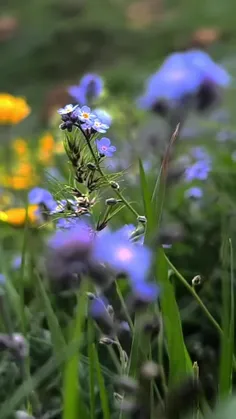 کاش کنارم بودی و میدیدی بهشت در تصور من کجاست🌱