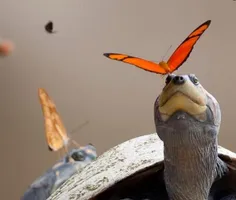 پروانه ها برای جذب سدیم دست به دامان لاکپشت ها میشوند، آن