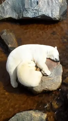 خرس قطبی🐻‍❄️