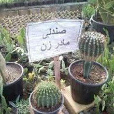 بدون شرح