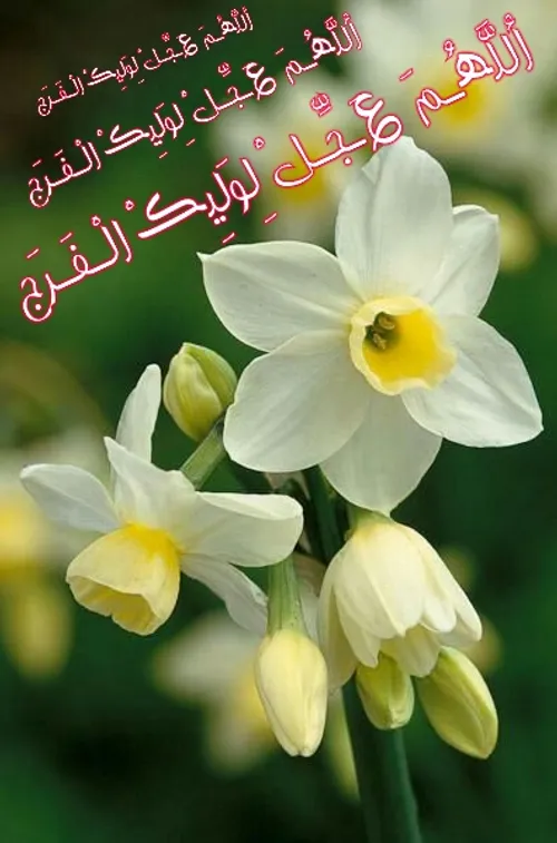 🌟 🌷 🌟 اِلهی عَظُمَ الْبَلاءُ وَ بَرِحَ الْـخَـفـآءُ وَ ان