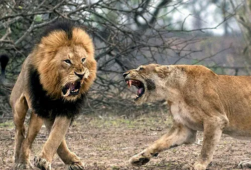 🔹 عکس سیمون هوملس، عکاس حیات وحش از صحنه درگیری شیر نر و 