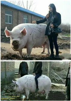 خوک 750 کیلویی لقب پادشاه خوک چینی و بزرگترین خوک حهان گر