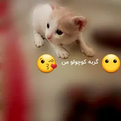 از  ۱ تا ۱۰۰ امتیاز خوشگلی گربه کوچولو 