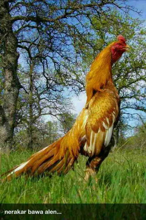 جد خروس