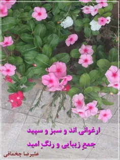 جمعِ زیبایی 