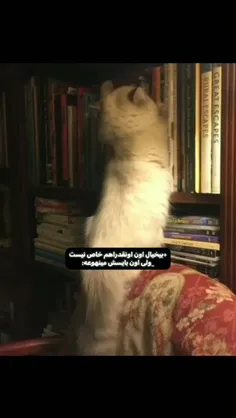 ولی اون بایسش لینوعه