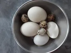اینا تخم های پرندگان خودمون هست