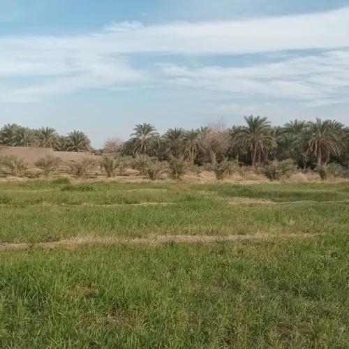 روستای بم