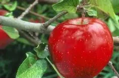 13 خاصیت استثنایی سیب